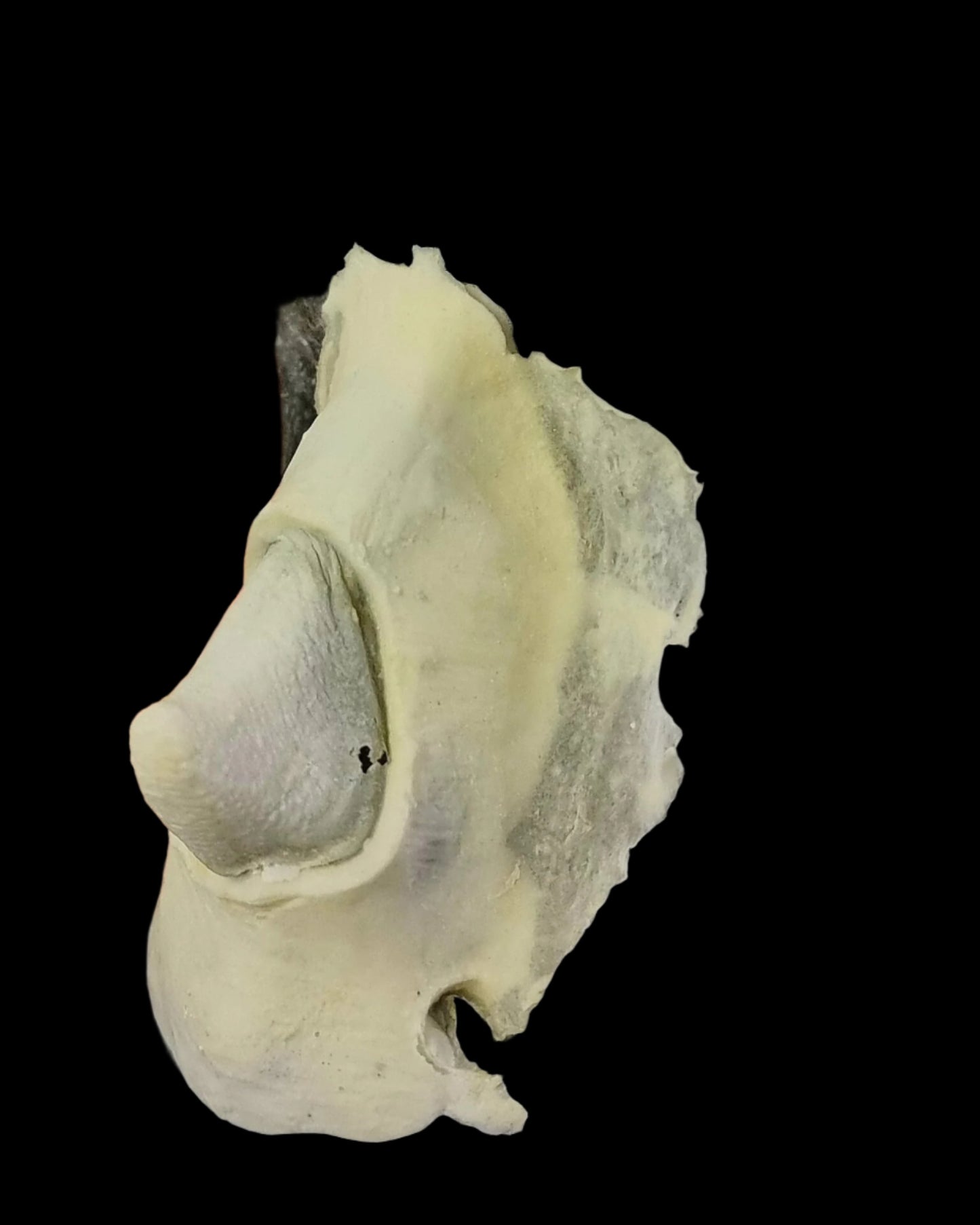 WOODLAND FAIRY NOSE TIP FOAM LATEX