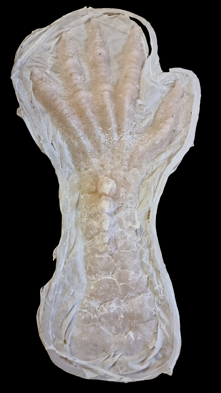 REPTILE HANDS
