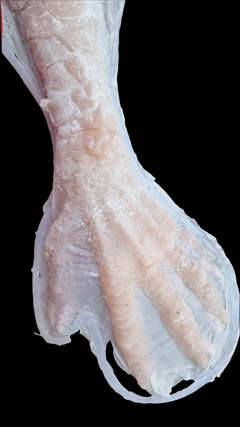 REPTILE HANDS