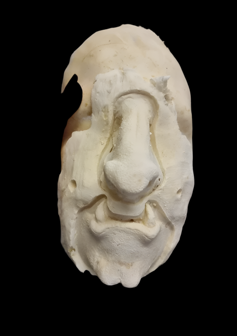 beast nose and chin set foam latex