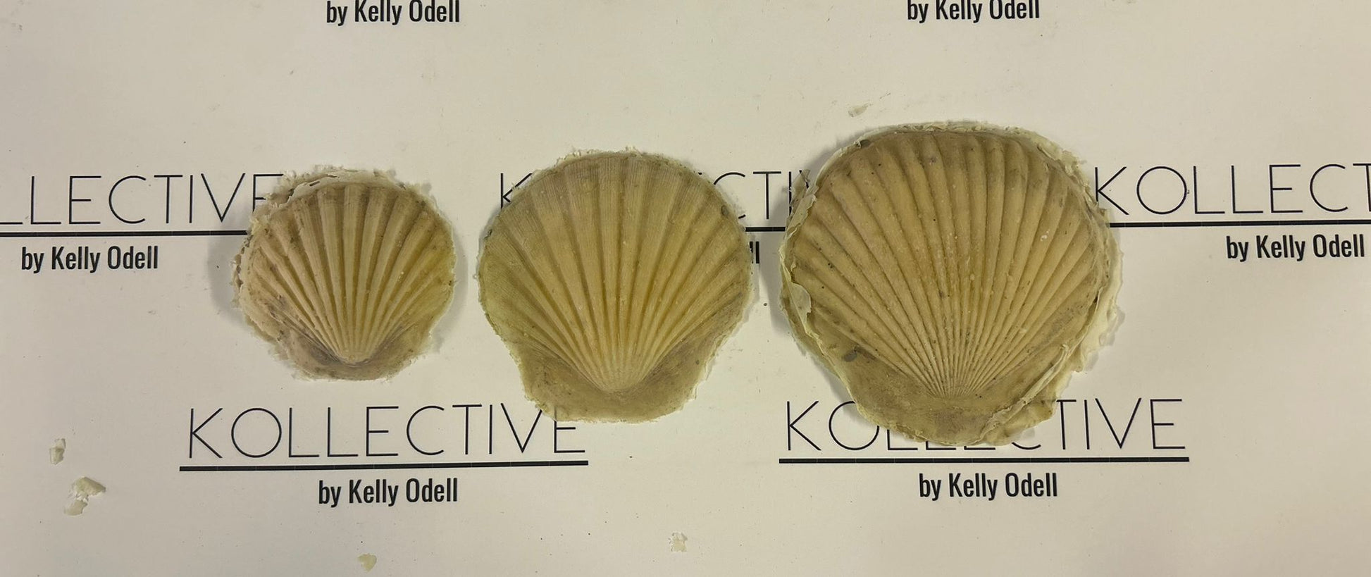 sea shell latex foam prosthetics and boob covers nipple covers for body painters and props