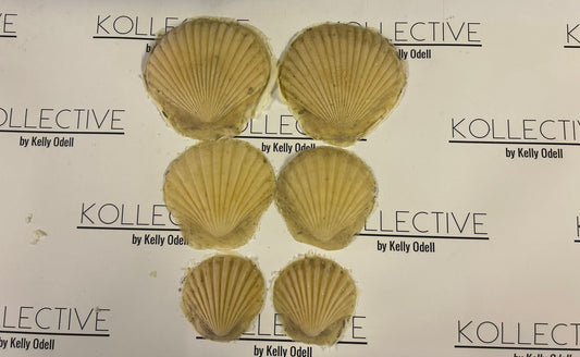 sea shell latex foam prosthetics and boob covers nipple covers for body painters and props