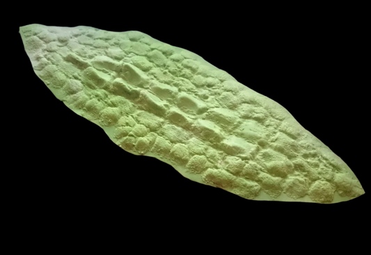 reptile skin texture