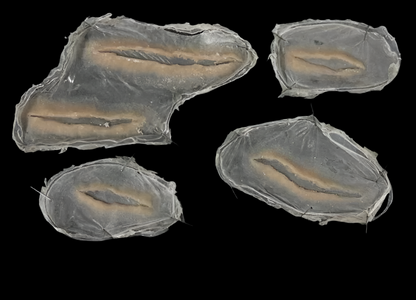 silicone Subtle Realistic Slash Wound prosthetics 