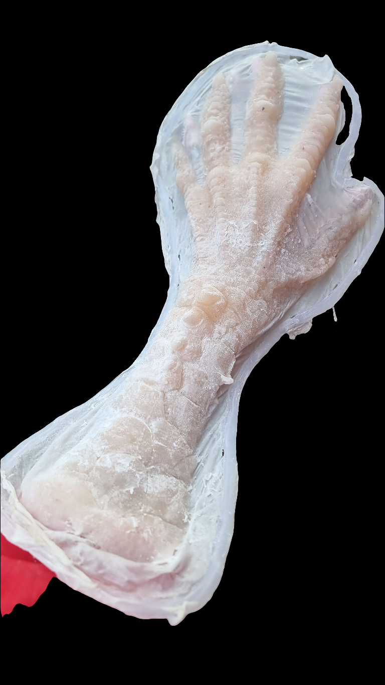 REPTILE HANDS