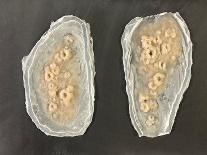 BARNACLE PROSTHETC SET