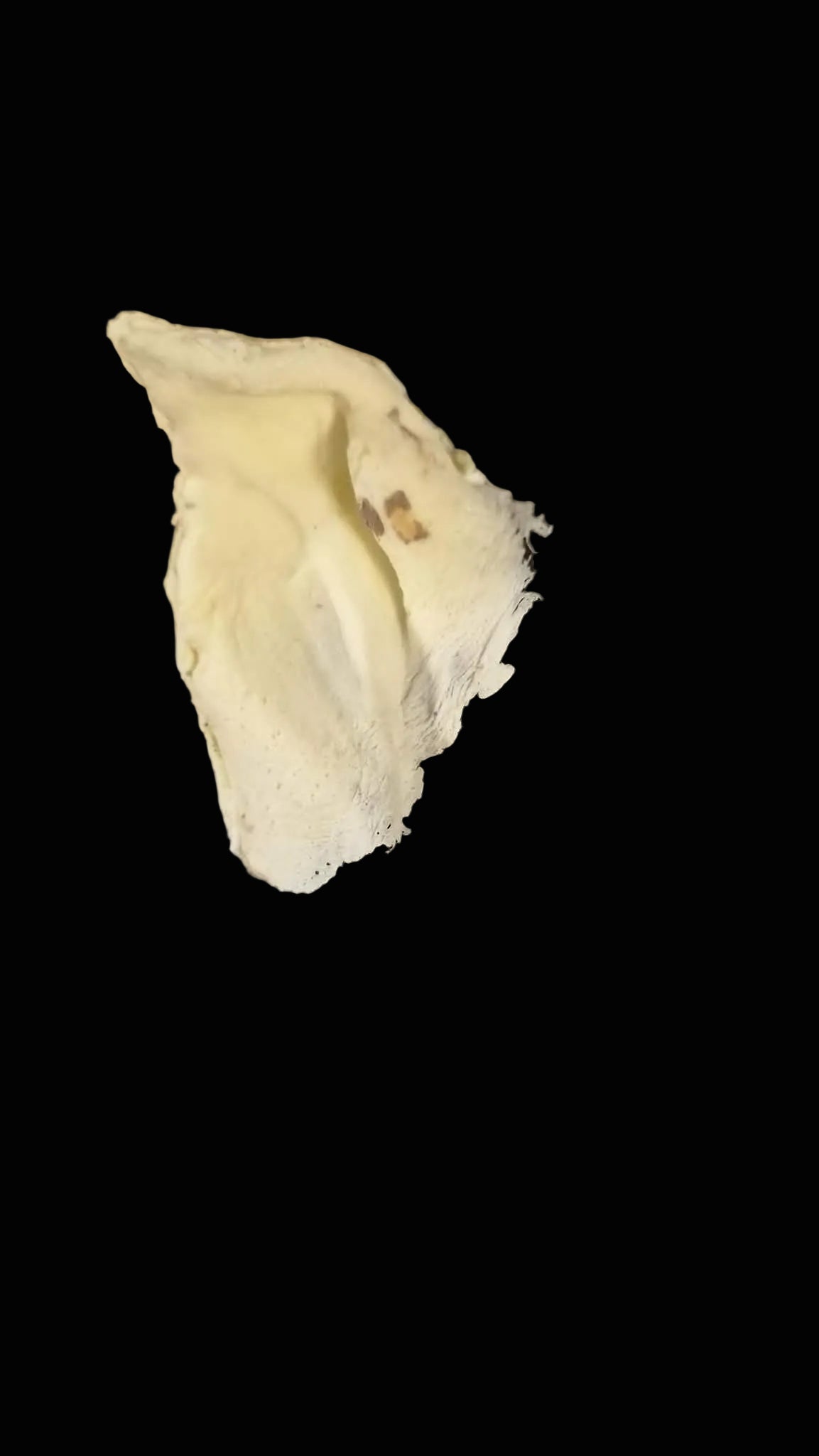 pig ear prosthetic latex mask for sale fancy dress item cosplay costume