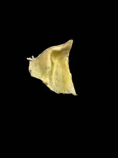 pig ear prosthetic latex mask for sale fancy dress item cosplay costume