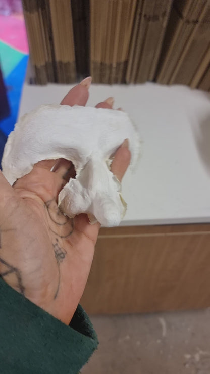 CROOKED NUN NOSE AND BROW