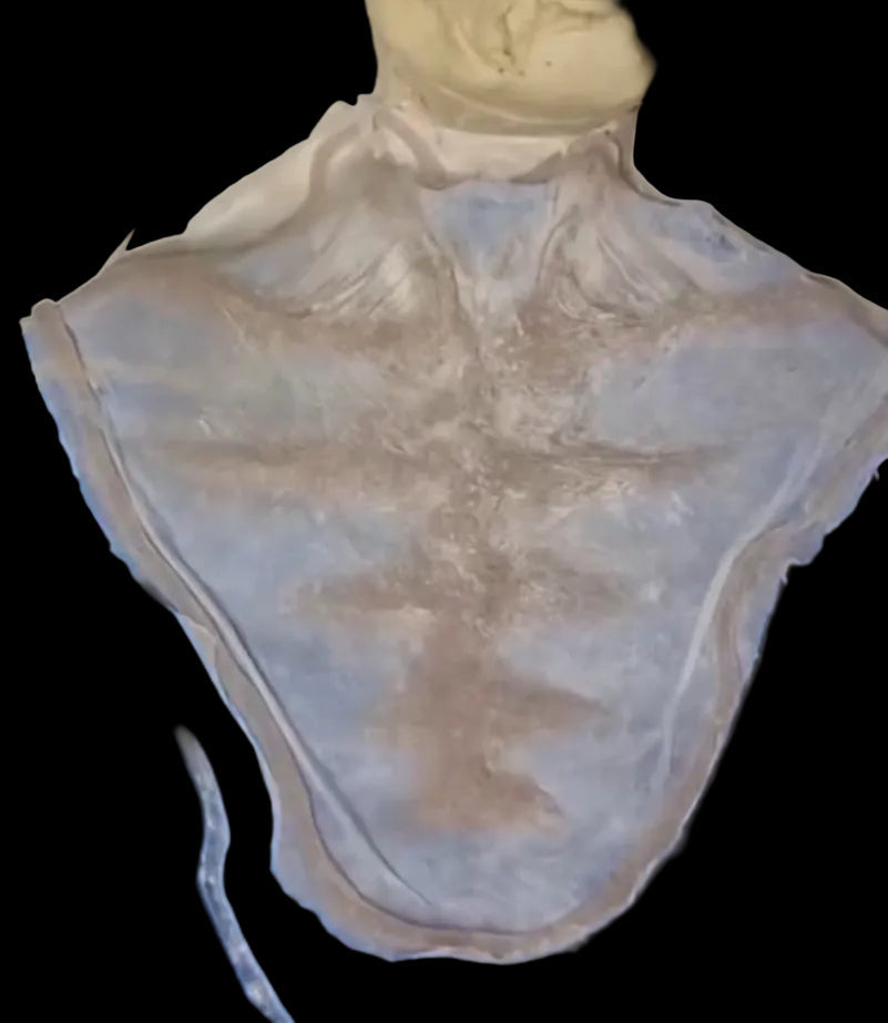 ZOMBIE CHEST SKELETAL