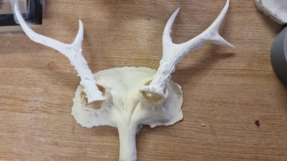ANTLERS