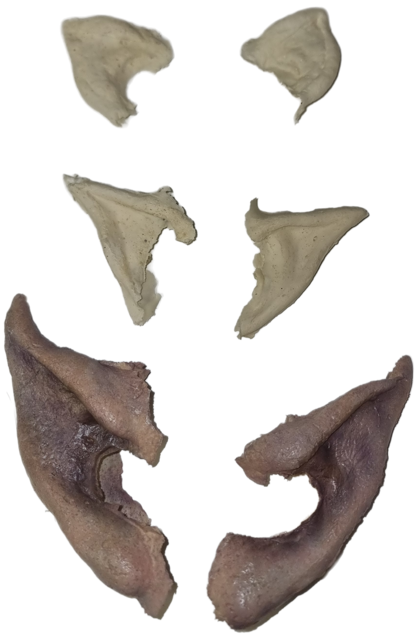 POINTY EARS
