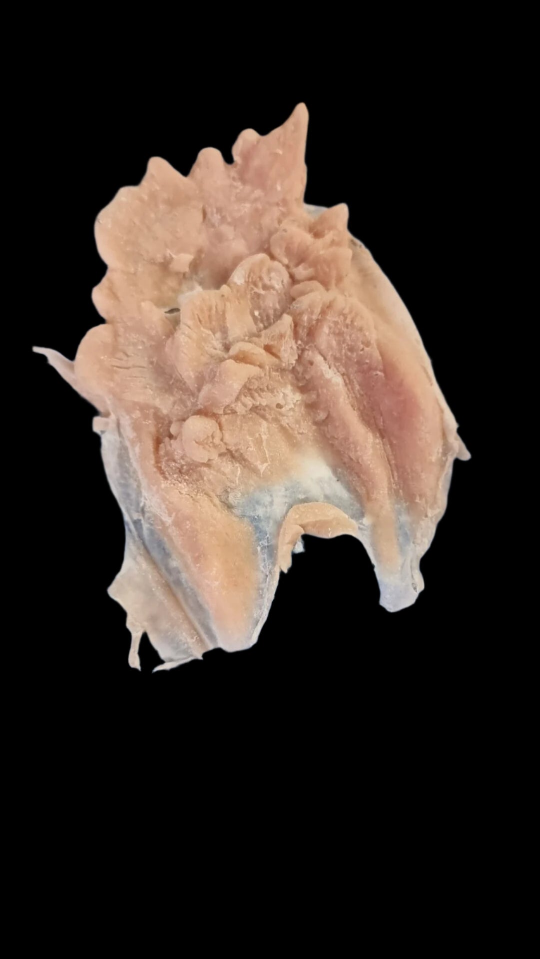 sea creature ear covers gills