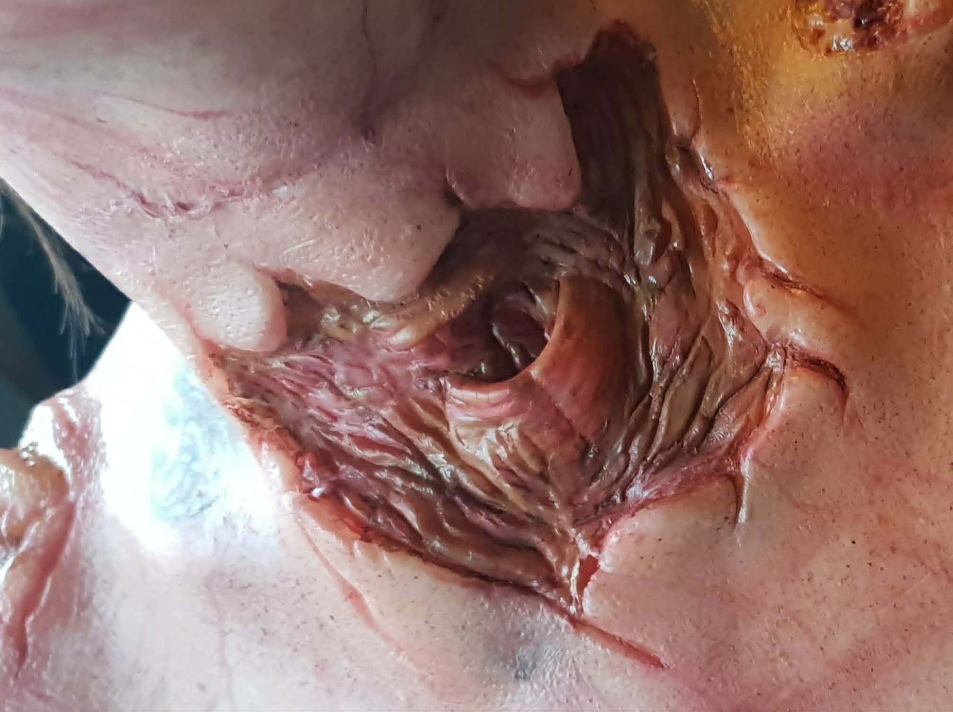 zombie, silicone, prosthetic, injury, wound, shop